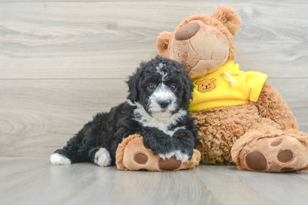 Mini Sheepadoodle Pup Being Cute