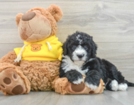 5 week old Mini Sheepadoodle Puppy For Sale - Windy City Pups