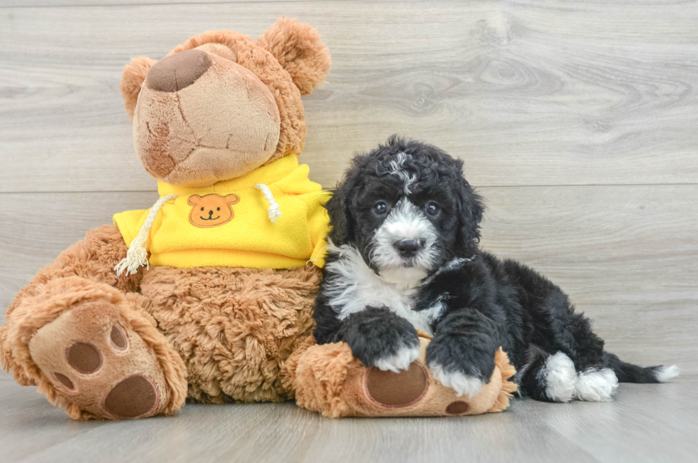 5 week old Mini Sheepadoodle Puppy For Sale - Windy City Pups