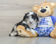 8 week old Mini Sheepadoodle Puppy For Sale - Windy City Pups
