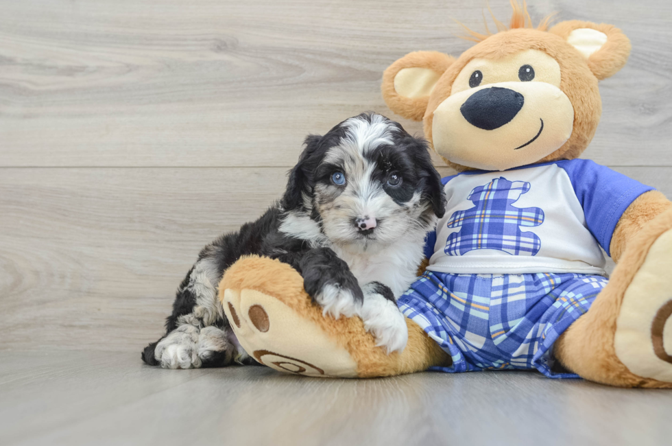 7 week old Mini Sheepadoodle Puppy For Sale - Windy City Pups