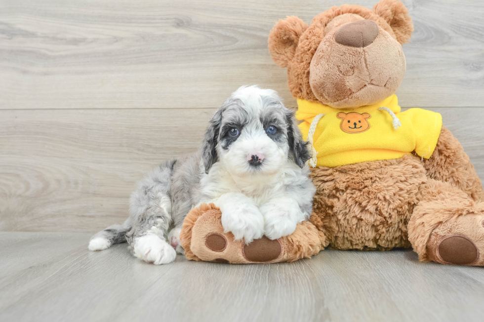 Funny Mini Sheepadoodle Poodle Mix Pup