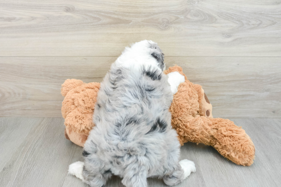 Adorable Sheepdogpoo Poodle Mix Puppy