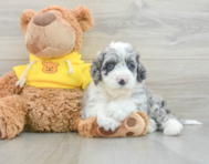 5 week old Mini Sheepadoodle Puppy For Sale - Windy City Pups