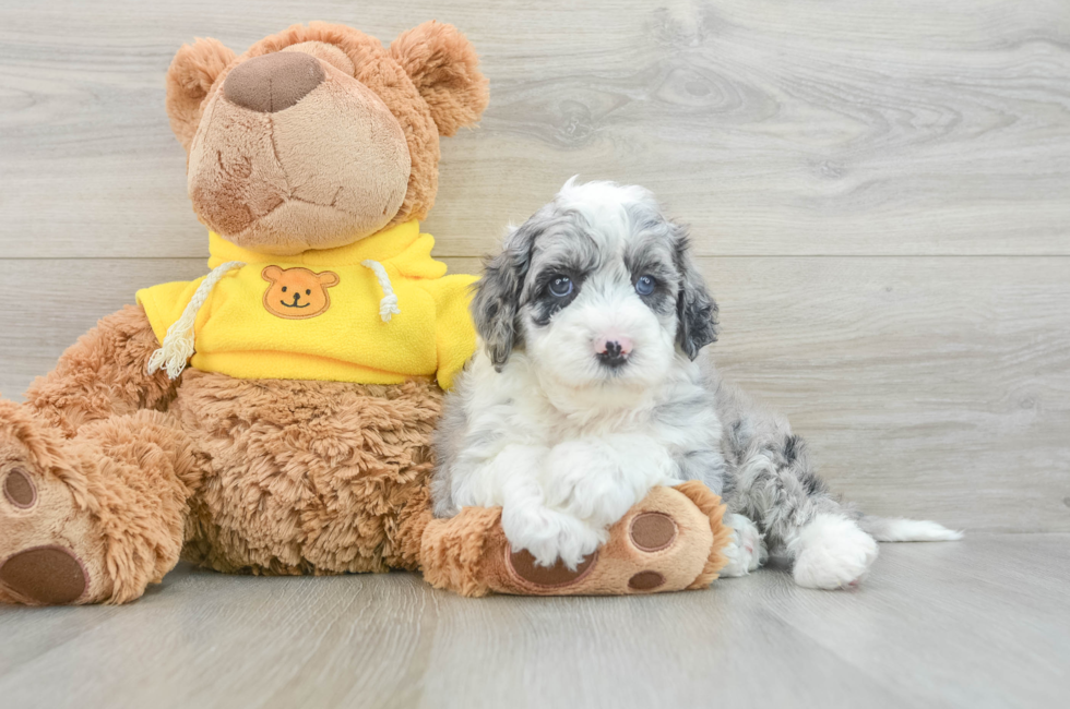 5 week old Mini Sheepadoodle Puppy For Sale - Windy City Pups