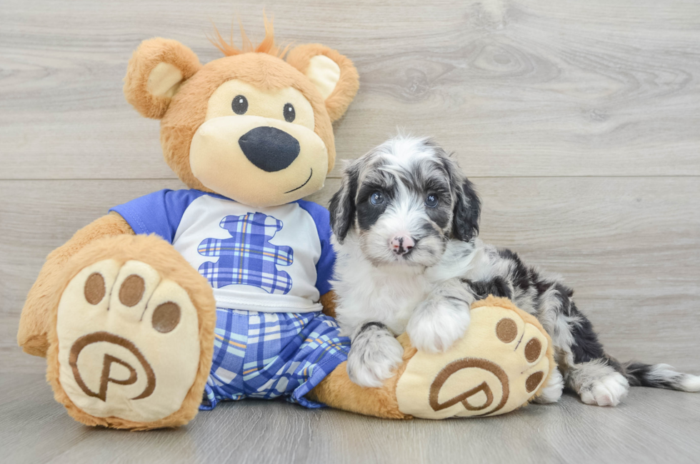 7 week old Mini Sheepadoodle Puppy For Sale - Windy City Pups