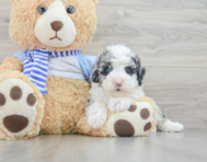 6 week old Mini Sheepadoodle Puppy For Sale - Windy City Pups