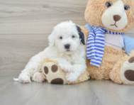 7 week old Mini Sheepadoodle Puppy For Sale - Windy City Pups
