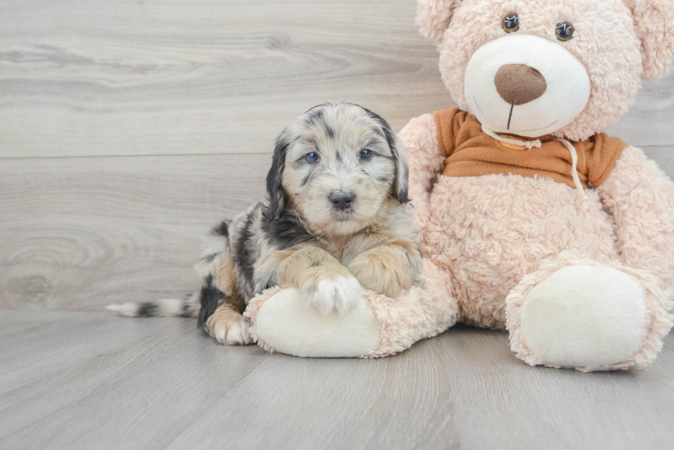 Mini Sheepadoodle Pup Being Cute