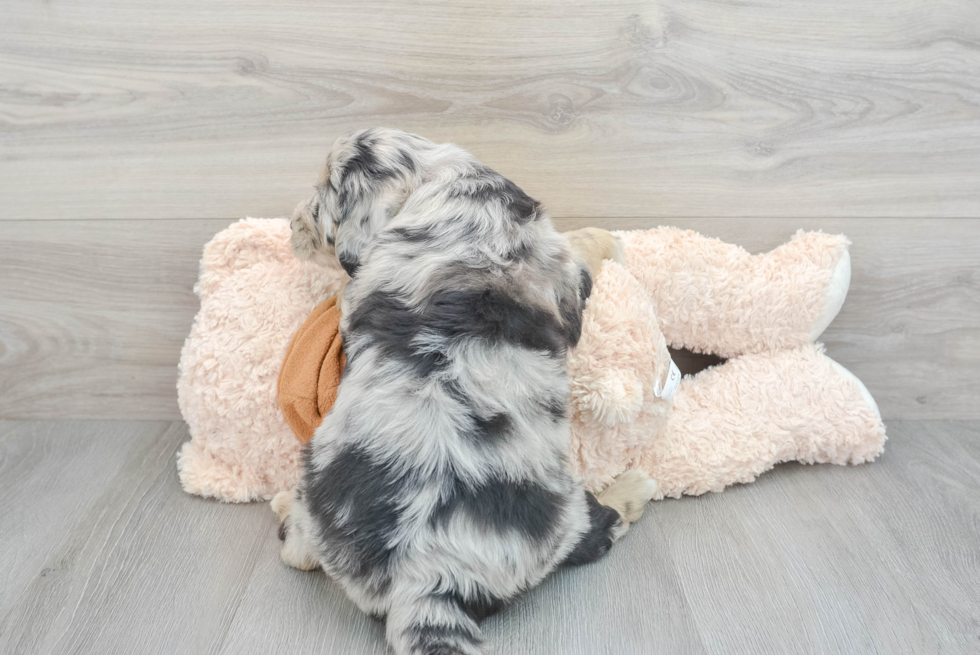 Best Mini Sheepadoodle Baby