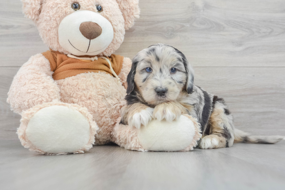 Adorable Sheep Dog Poodle Mix Puppy