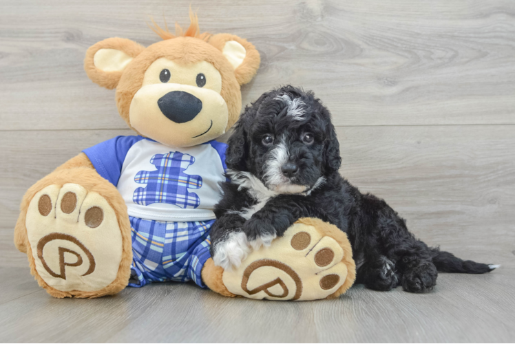 Mini Sheepadoodle Pup Being Cute