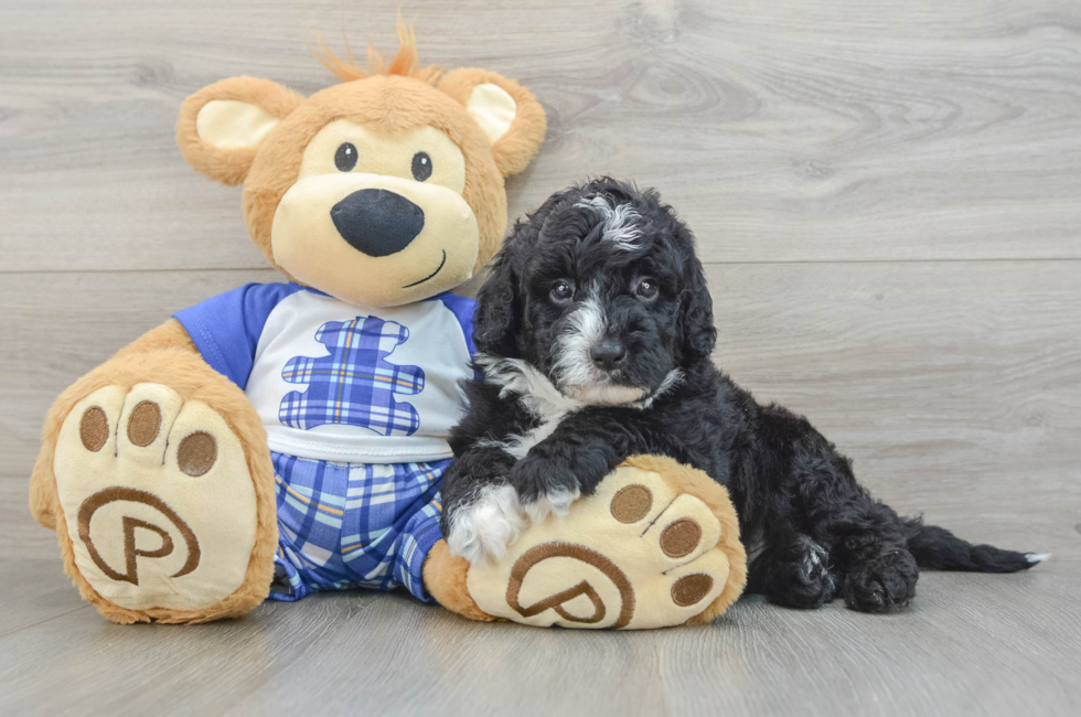 7 week old Mini Sheepadoodle Puppy For Sale - Windy City Pups