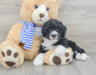 7 week old Mini Sheepadoodle Puppy For Sale - Windy City Pups