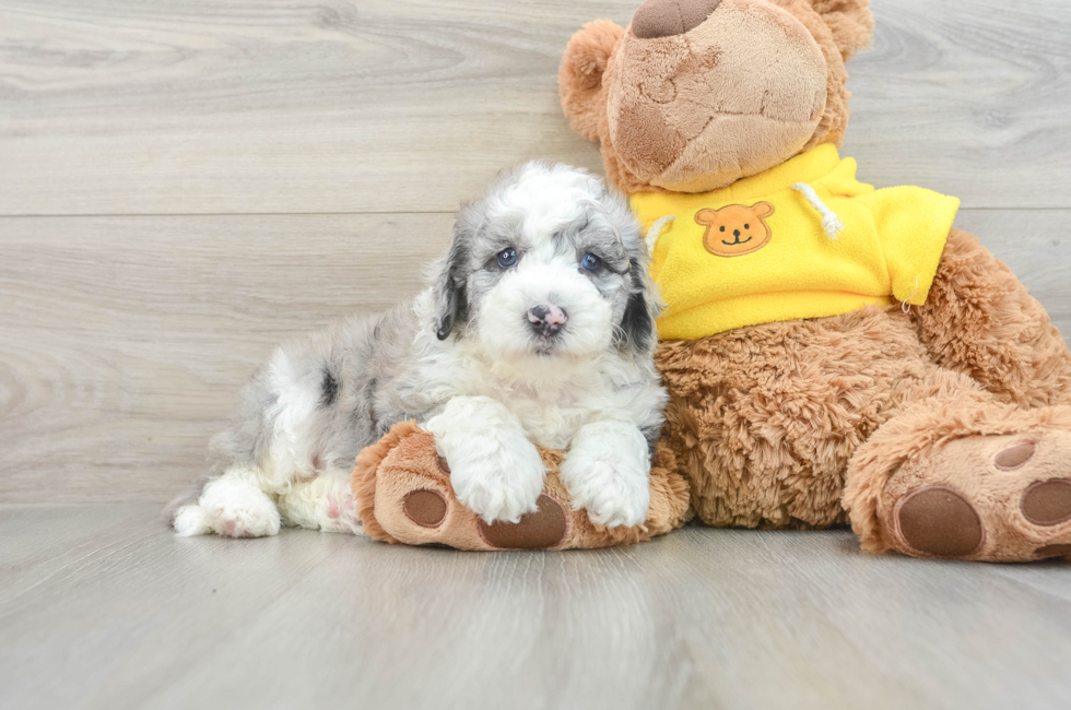 5 week old Mini Sheepadoodle Puppy For Sale - Windy City Pups