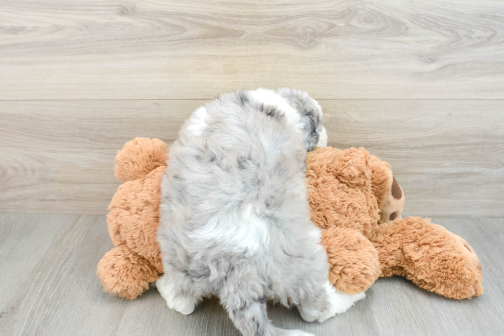 Best Mini Sheepadoodle Baby