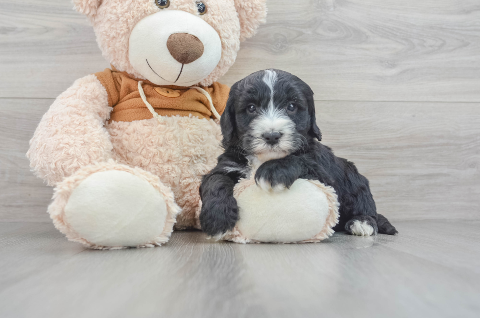 8 week old Mini Sheepadoodle Puppy For Sale - Windy City Pups