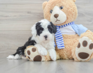 6 week old Mini Sheepadoodle Puppy For Sale - Windy City Pups