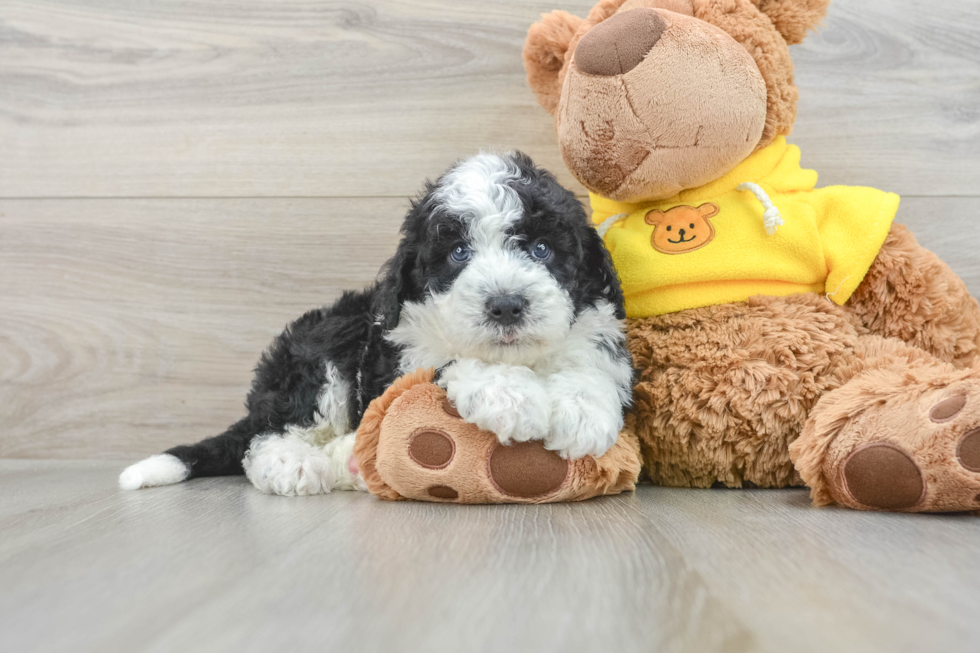 Mini Sheepadoodle Pup Being Cute