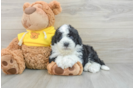 Mini Sheepadoodle Puppy for Adoption