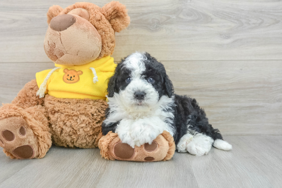 Mini Sheepadoodle Puppy for Adoption