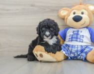 8 week old Mini Sheepadoodle Puppy For Sale - Windy City Pups