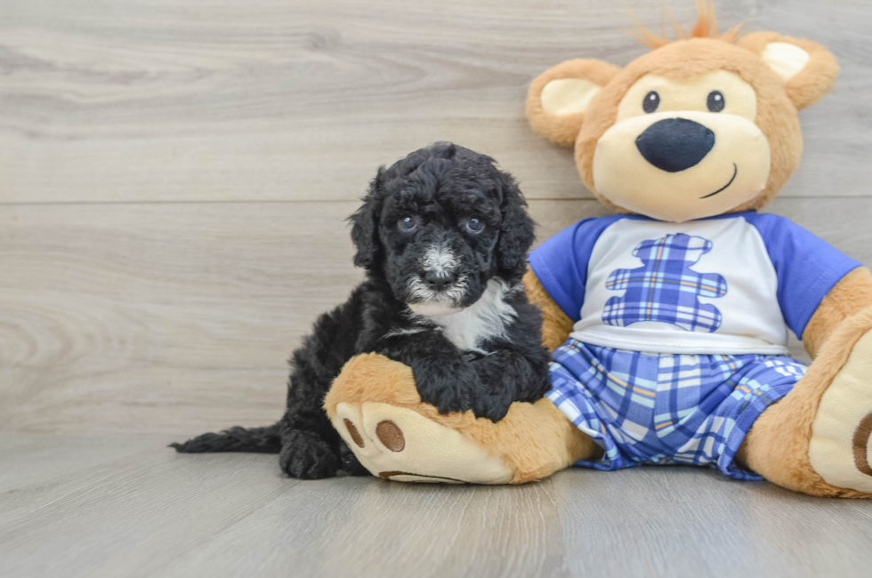 7 week old Mini Sheepadoodle Puppy For Sale - Windy City Pups