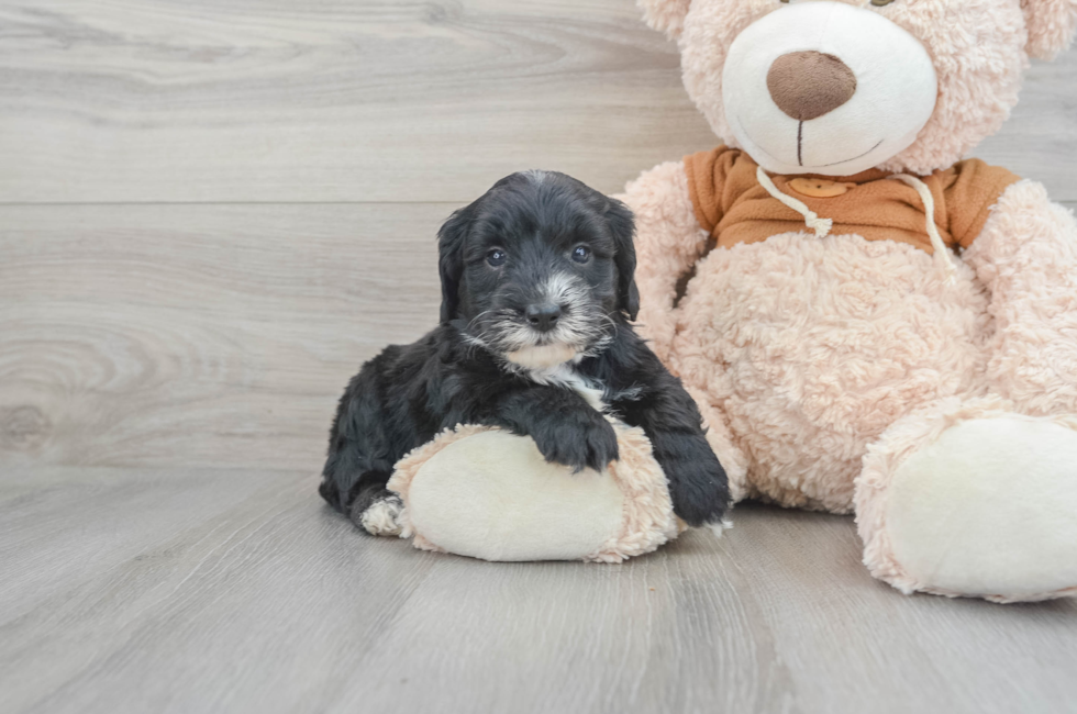 8 week old Mini Sheepadoodle Puppy For Sale - Windy City Pups