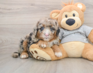 6 week old Mini Sheepadoodle Puppy For Sale - Windy City Pups