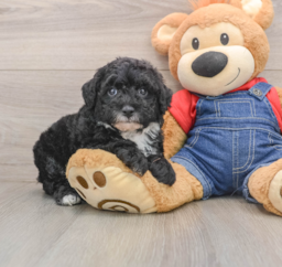 5 week old Mini Sheepadoodle Puppy For Sale - Windy City Pups