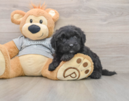 6 week old Mini Sheepadoodle Puppy For Sale - Windy City Pups