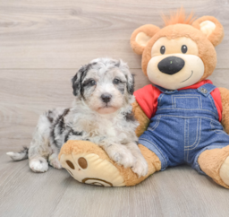6 week old Mini Sheepadoodle Puppy For Sale - Windy City Pups