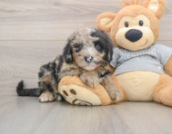 6 week old Mini Sheepadoodle Puppy For Sale - Windy City Pups