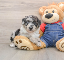 5 week old Mini Sheepadoodle Puppy For Sale - Windy City Pups