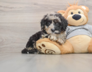 7 week old Mini Sheepadoodle Puppy For Sale - Windy City Pups