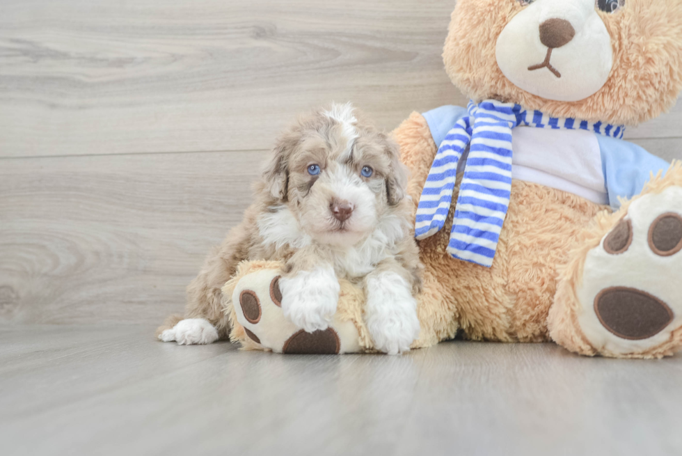 Smart Mini Sheepadoodle Poodle Mix Pup