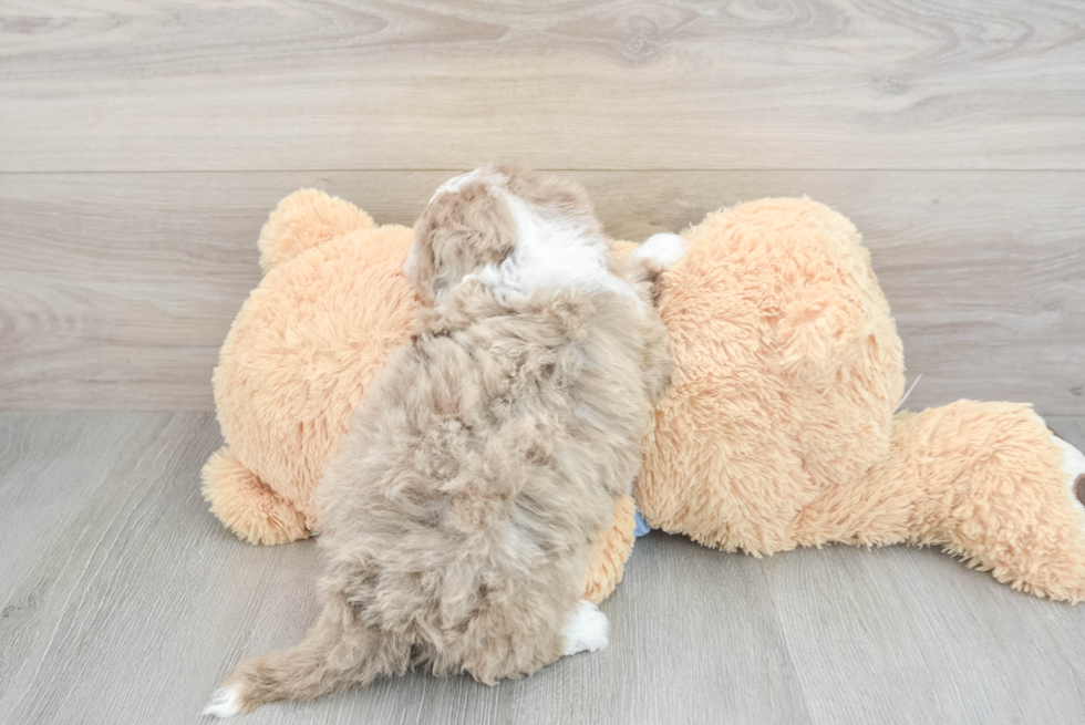 Adorable Sheep Dog Poodle Mix Puppy