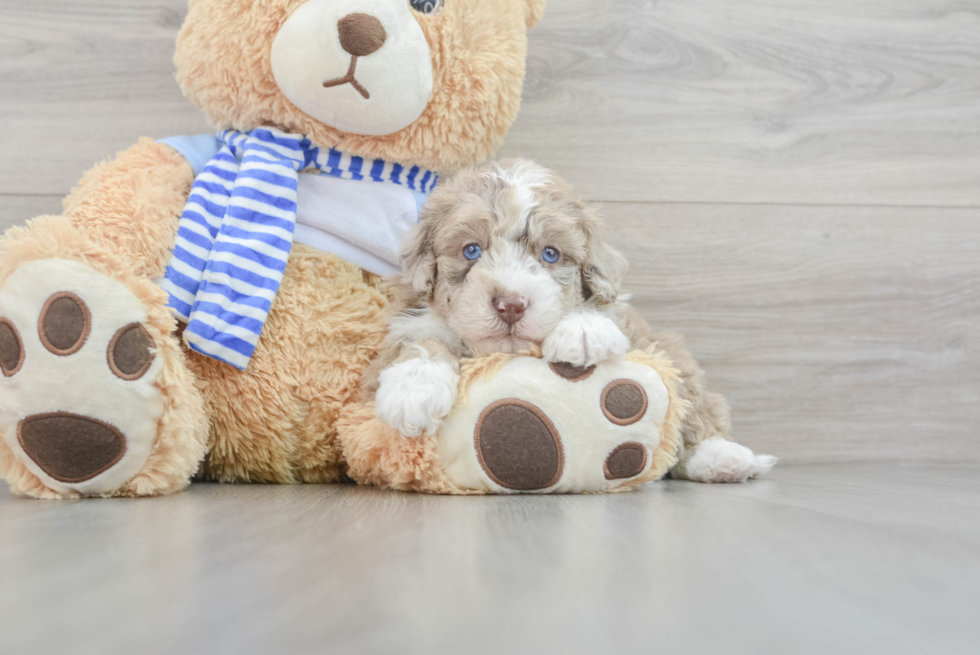 Fluffy Mini Sheepadoodle Poodle Mix Pup