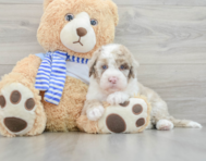 6 week old Mini Sheepadoodle Puppy For Sale - Windy City Pups