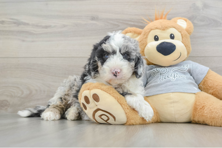 Mini Sheepadoodle Puppy for Adoption