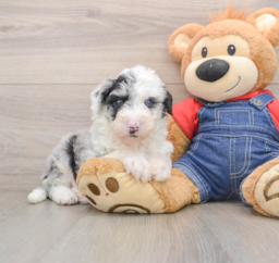 5 week old Mini Sheepadoodle Puppy For Sale - Windy City Pups
