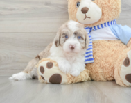 6 week old Mini Sheepadoodle Puppy For Sale - Windy City Pups