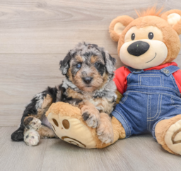 5 week old Mini Sheepadoodle Puppy For Sale - Windy City Pups