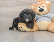 6 week old Mini Sheepadoodle Puppy For Sale - Windy City Pups