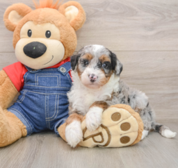 5 week old Mini Sheepadoodle Puppy For Sale - Windy City Pups
