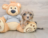 7 week old Mini Sheepadoodle Puppy For Sale - Windy City Pups