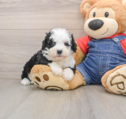 6 week old Mini Sheepadoodle Puppy For Sale - Windy City Pups