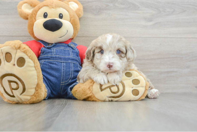 Playful Sheepdoodle Poodle Mix Puppy