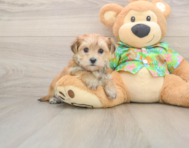 6 week old Morkie Puppy For Sale - Windy City Pups