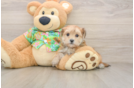 Smart Morkie Designer Pup